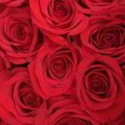 ヒメ日記 2026/01/06 23:59 投稿 ココ 石川小松ちゃんこ