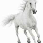 ヒメ日記 2026/01/09 03:49 投稿 ココ 石川小松ちゃんこ