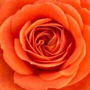 ヒメ日記 2026/01/23 23:59 投稿 ココ 石川小松ちゃんこ