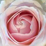 ヒメ日記 2026/01/30 20:29 投稿 ココ 石川小松ちゃんこ