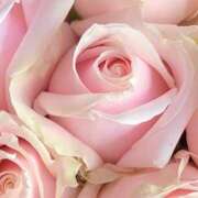 ヒメ日記 2026/03/09 09:32 投稿 ココ 石川小松ちゃんこ