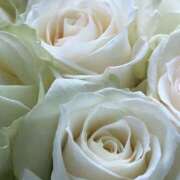 ヒメ日記 2026/03/12 19:12 投稿 ココ 石川小松ちゃんこ