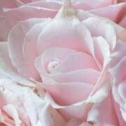 ヒメ日記 2026/03/23 14:02 投稿 ココ 石川小松ちゃんこ