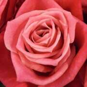 ヒメ日記 2026/03/23 14:52 投稿 ココ 石川小松ちゃんこ