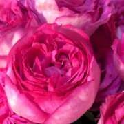 ヒメ日記 2026/03/25 12:02 投稿 ココ 石川小松ちゃんこ