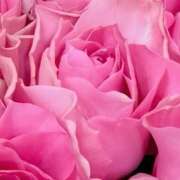 ヒメ日記 2026/04/07 16:12 投稿 ココ 石川小松ちゃんこ