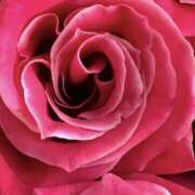 ヒメ日記 2026/04/08 12:02 投稿 ココ 石川小松ちゃんこ