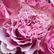 ヒメ日記 2026/04/17 12:03 投稿 ココ 石川小松ちゃんこ