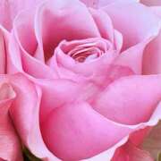 ヒメ日記 2026/04/23 14:52 投稿 ココ 石川小松ちゃんこ