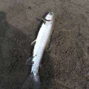 ヒメ日記 2026/03/31 18:49 投稿 このみ 恋愛生欲情の扉