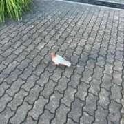 ヒメ日記 2025/09/06 12:20 投稿 ゆん スパーク日本橋