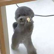 こまめ わんちゃん今日！ 丸妻 横浜本店