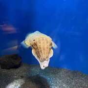 ヒメ日記 2026/03/06 16:35 投稿 あるる 上野　御徒町オトナのハンドメイド