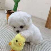 ヒメ日記 2025/11/02 23:04 投稿 ここ 上野　御徒町オトナのハンドメイド