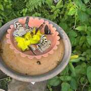 ヒメ日記 2025/12/06 10:54 投稿 るるか 上野　御徒町オトナのハンドメイド