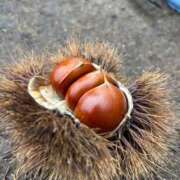 清宮いろは 秋の思い出🍁 神戸ホットポイント