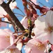 さくら『Iカップ』 出勤しました☺️ ぽよぽよランド