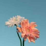 かりん 明日 CECIL