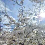 ヒメ日記 2026/04/05 19:56 投稿 みき未経験 マダム可憐