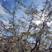 ヒメ日記 2026/04/11 15:40 投稿 みき未経験 マダム可憐