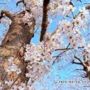 ヒメ日記 2026/03/29 21:44 投稿 ちはる お客様満足度NO.1デリヘル！ 秘密倶楽部 凛 千葉