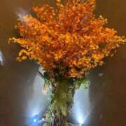 ヒメ日記 2025/12/11 18:21 投稿 星羽【セイハ】 Evolution1st キタ兎我野店