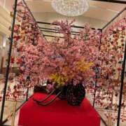 星羽【セイハ】 出勤します(≧∇≦) Evolution1st キタ兎我野店