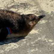 ヒメ日記 2025/11/10 06:16 投稿 三森なぎさ MADAM