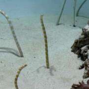 ヒメ日記 2025/12/03 06:16 投稿 三森なぎさ MADAM