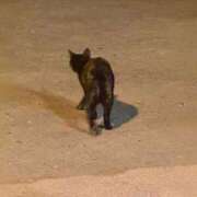 ヒメ日記 2025/08/29 18:46 投稿 もか 白い巨乳