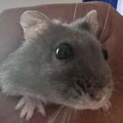 ヒメ日記 2025/10/30 00:23 投稿 ちろる【梅田堂山女学院】 梅田堂山女学院