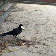 ヒメ日記 2025/11/13 09:21 投稿 れみ 奥様さくら日本橋店