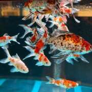 凛世-りぜ【FG系列】 また会うために?? ほんつま 沼津店 (FG系列)