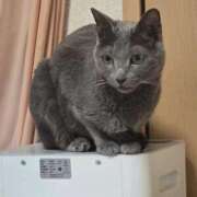 はるか おはようございます 完熟ばなな 上野店