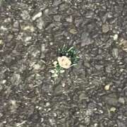 ヒメ日記 2025/09/12 17:16 投稿 月本　さゆり NADIA京都店