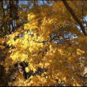 ヒメ日記 2025/11/14 11:20 投稿 真琴(まこと) 五十路エステハイブリッド(カサブランカグループ)