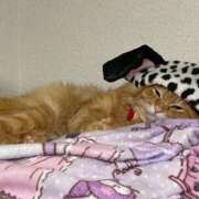 ヒメ日記 2025/09/07 19:50 投稿 つばさ 風俗の神様　浜松店