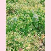 ヒメ日記 2026/01/28 14:11 投稿 本田りえ ESTE ALLURE