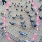 ヒメ日記 2025/09/11 06:04 投稿 かやの 熊谷人妻城