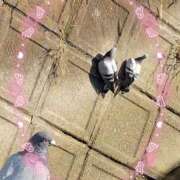 ヒメ日記 2025/09/30 15:15 投稿 かやの 熊谷人妻城