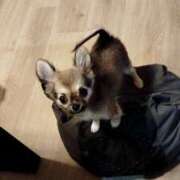 ヒメ日記 2025/11/11 06:10 投稿 かやの 熊谷人妻城