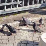 ヒメ日記 2026/02/18 16:34 投稿 かやの 熊谷人妻城