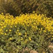 ヒメ日記 2026/03/30 11:49 投稿 せりか 若妻淫乱倶楽部 久喜店