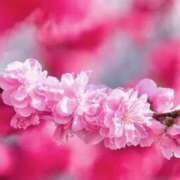 後藤るみ おはようございます 五十路マダム　和歌山店