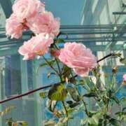 一花 ご無沙汰しています 出会い系人妻ネットワーク 上野〜大塚編