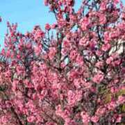 ヒメ日記 2026/01/18 22:56 投稿 一花 出会い系人妻ネットワーク 上野〜大塚編