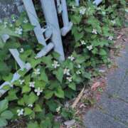 ヒメ日記 2026/05/12 22:48 投稿 一花 出会い系人妻ネットワーク 上野〜大塚編