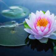 ヒメ日記 2025/11/07 12:41 投稿 蓮華とあ ワイフコレクション