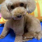 ヒメ日記 2025/10/20 00:48 投稿 ゆい 熟女の風俗最終章 八王子店