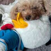 ヒメ日記 2025/09/14 20:33 投稿 ゆい 熟女の風俗最終章 立川店